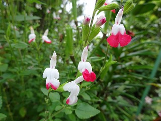 きれいな花 アドバンスホーム株式会社 須賀川市